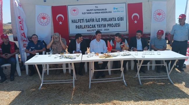 Halfeti'de ilk kez ekimi yapılan safir bitkisi hasat edildi