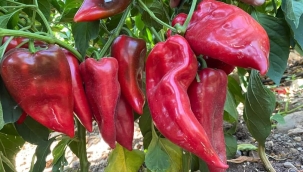 Haliliye'de Üniversiteye Hazırlık Yaz Kursu Kayıtları Başladı 