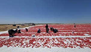 Müdür Aksoy, domates alanlarını ziyaret etti 