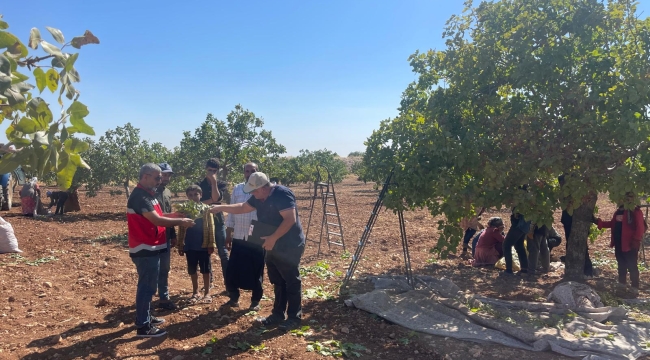 Şanlıurfa'da görevli ziraat mühendisleri fıstık bahçesinde  