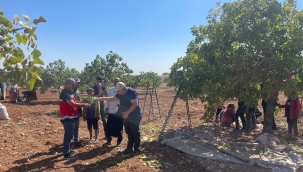Şanlıurfa'da görevli ziraat mühendisleri fıstık bahçesinde  