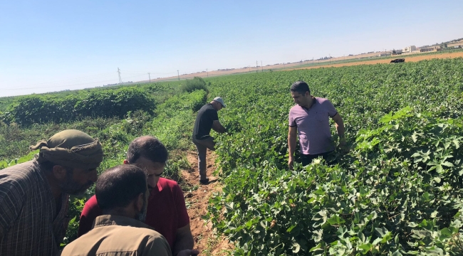 Şanlıurfa'da pamuk çiftçinin kabusu oldu