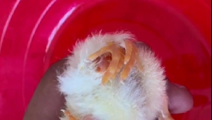 Şanlıurfa'da şaşırtıcı bir olay: 4 ayaklı civciv doğdu