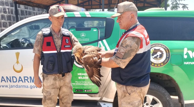 Şanlıurfa'da yaralı bulunan kızıl şahin tedaviye alındı