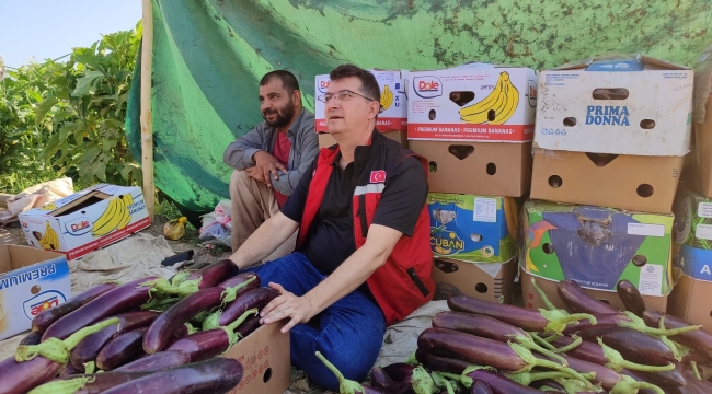 Şanlıurfa'nın tescilli ürününde hasat zamanı: