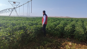 Şanlıurfa, pamuk üretiminde zirvede: İşte rakam