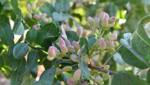 Vali Şıldak Erken Fıstık Hasadına Katıldı