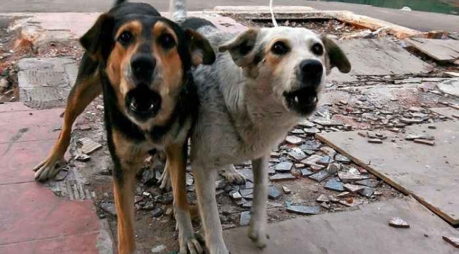 Viranşehir'de başıboş köpeklerin saldırısına uğrayan kişi yaralandı