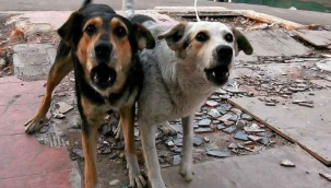 Viranşehir'de başıboş köpeklerin saldırısına uğrayan kişi yaralandı