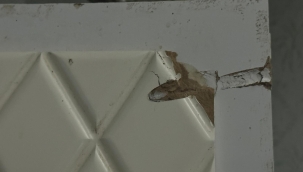 Şanlıurfa'da bir eve silahlı saldırı düzenlendi