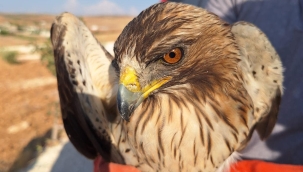 Şanlıurfa'da bulunan yaralı yavru kartal tedavi altına alındı