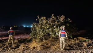 Şanlıurfa'da fıstık hırsızları suçüstü yakalandı!