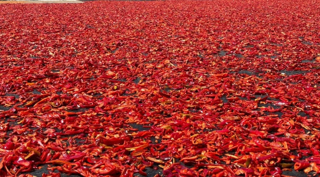 Şanlıurfa hal pazarında isot ne kadar oldu?