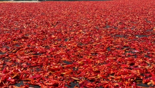 Şanlıurfa hal pazarında isot ne kadar oldu?