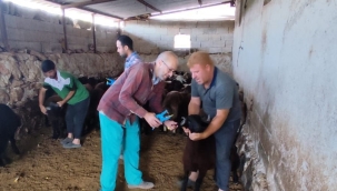 Büyükbaş hayvanlara şap aşısı devam ediyor