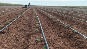 Şanlıurfa'da çiftçiler artık bunları da yetiştiriyor