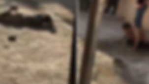 Şanlıurfa'da infial yaratan görüntüler sonrası Valilikten açıklama geldi