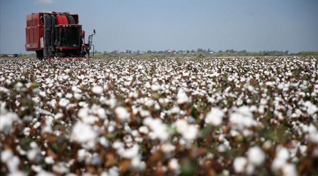 Şanlıurfa'da pamuğun kilogram fiyatı belli oldu!