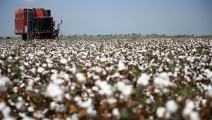 Şanlıurfa'da pamuğun kilogram fiyatı belli oldu!