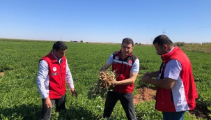 Şanlıurfalı çiftçiler yer fıstığına yönlendi 