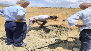 Urfa'da köylüsü fıstık ağacı ile kazanacak