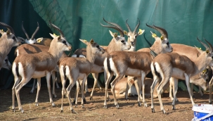 Cudi Dağı'na 'gazella gazella' türü 30 ceylan bırakıldı