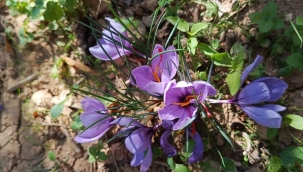 Halfeti'de ilk kez ekimi yapılan safran bitkisinin hasat edildi