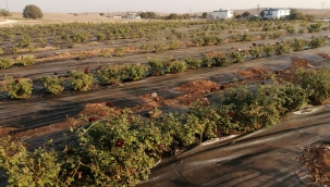 Halfeti'den 4 ton Karagül suyu gönderildi