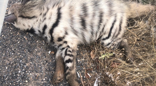 Şanlıurfa'da aracın çarptığı çizgili sırtlan telef oldu