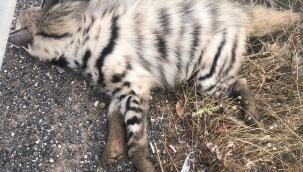 Şanlıurfa'da aracın çarptığı çizgili sırtlan telef oldu