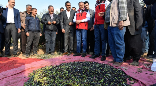 Şanlıurfa'da zeytin hasadı başladı 