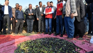 Şanlıurfa'da zeytin hasadı başladı 