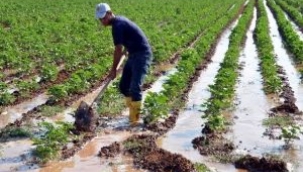 Şanlıurfa'daki çiftçilere müjde: Paralar hesaplara yattı