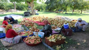 Suruç'ta 300 bin ton nar üretiliyor