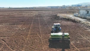 Büyükşehir'den 90 Dönüm Alanda Nohut Ekimi 