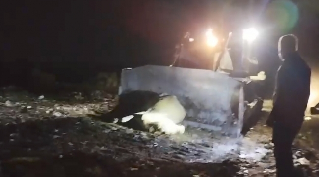 Haliliye'de el konulan ölü büyükbaş hayvan imha edildi 