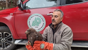 Hilvan'da yaralı halde kırmızı donlu Şahin ve Kızıl Şahin bulundu