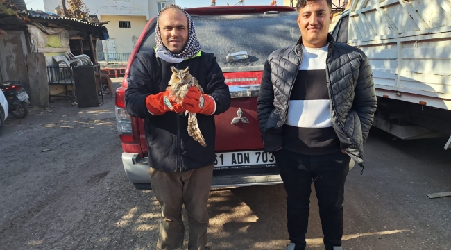 Şanlıurfa'da Kulaklı Orman Baykuşu Kurtarıldı