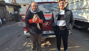 Şanlıurfa'da Kulaklı Orman Baykuşu Kurtarıldı