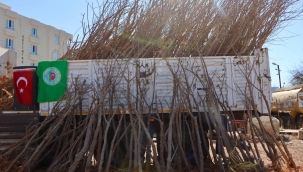 Büyükşehir Belediyesi'nden İpek Böceği Yetiştiricilerine Dut Ağacı Desteği