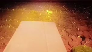 Şanlıurfa'da Çiftçi, Tarladan Çıkanı Görünce Neye Uğradığını Şaşırdı!