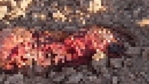 Şanlıurfa'da kayıp adam ölü olarak bulundu