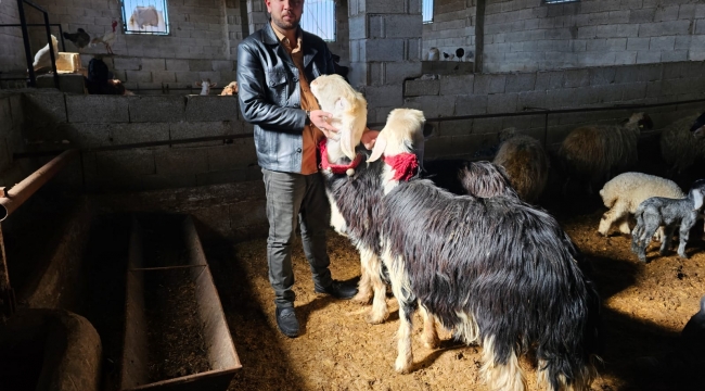 Şanlıurfa'da Naidi cins koyunların fiyatları dudak uçuklatıyor