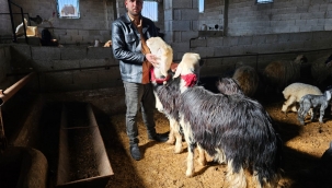 Şanlıurfa'da Naidi cins koyunların fiyatları dudak uçuklatıyor