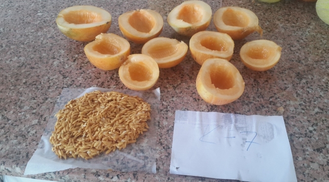 ATA Tohumlarımız Satışa Sunuldu