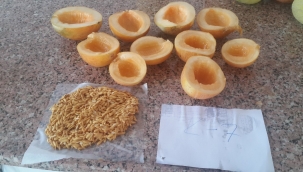 ATA Tohumlarımız Satışa Sunuldu