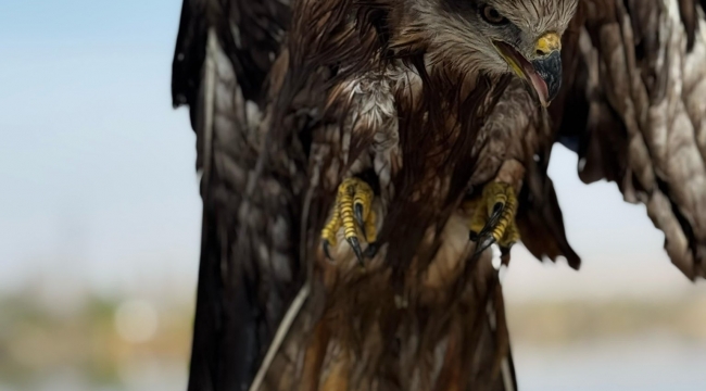 Birecik'te bitkin Karaçaylak kuşunu jandarma kurtardı!