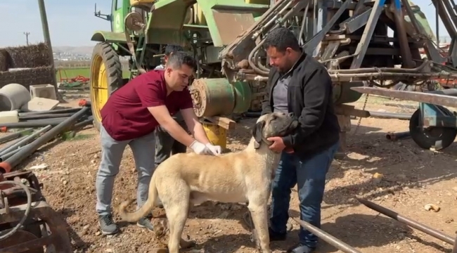 Eyyübiye'de kuduza karşı seferberlik başladı: