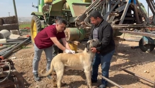 Eyyübiye'de kuduza karşı seferberlik başladı: