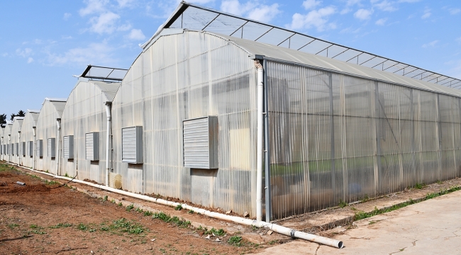 Harran Üniversitesinde Hasat Sevinci; Ar-Ge Serası Yeniden Hayata Geçirildi